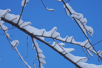 Low angle view of bare tree against clear blue sky