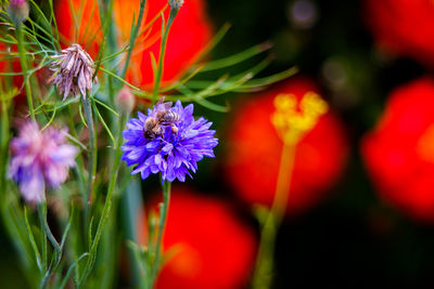 Close-up of red flowers blooming outdoors