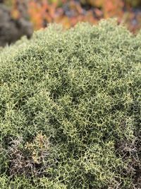 Close-up of succulent plant on field