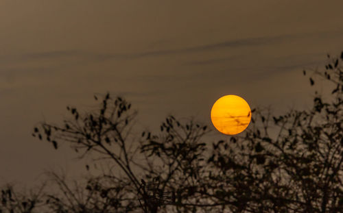 Silhouette plants against orange sky