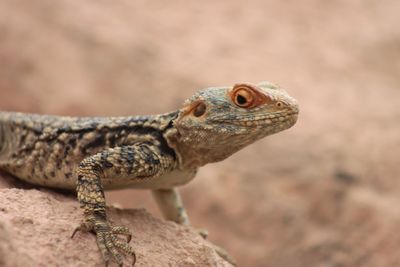 Close-up of lizard on rock