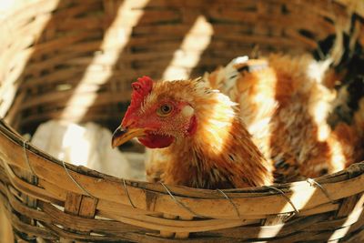 Close-up of hen in basket