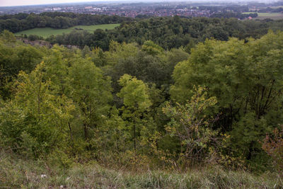 High angle view of trees in forest