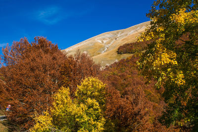 Trees and plants against sky during autumn