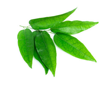 Close-up of green leaves against white background