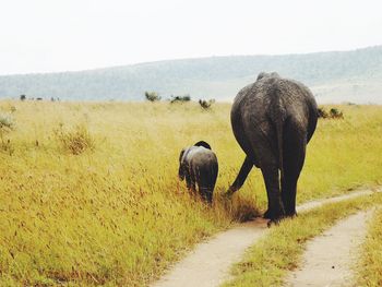 Elephant walking on road amidst landscape against sky