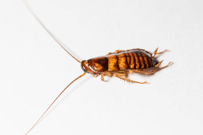 Close-up of insect on white background