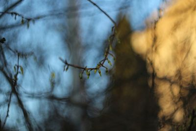 Low angle view of dry plant in forest