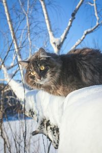 Close-up portrait of cat on snow against sky