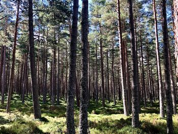 Trees growing in forest