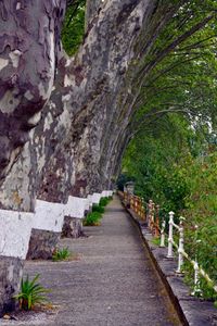 Narrow pathway along trees