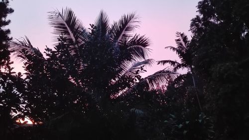 Low angle view of trees against sky