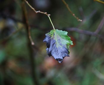 Close-up of dry leaves on tree during winter