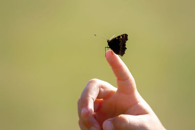 Cropped image of hand holding small insect