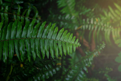 Close-up of fern leaves