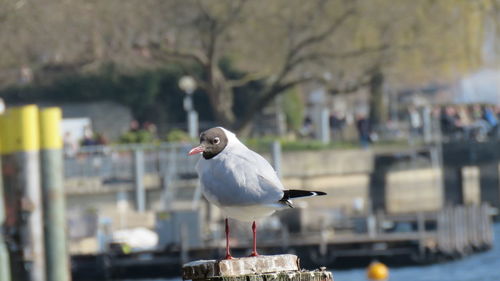 Close-up of seagull perching outdoors
