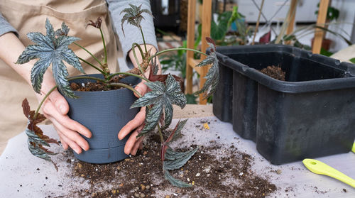 Low section of woman standing by potted plant