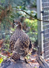 Close-up of bird