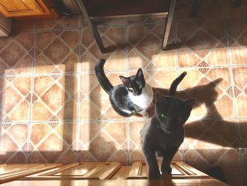 Portrait of cat sitting on floor