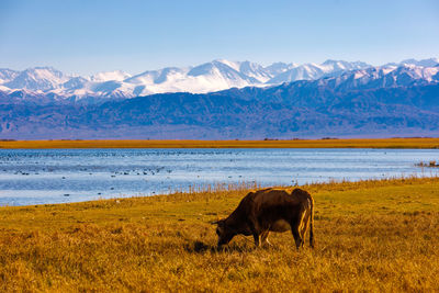 Scenic view of field against mountain