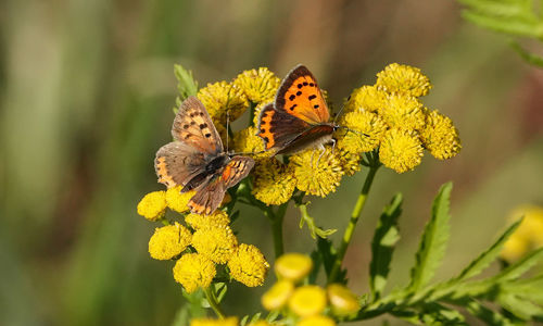 Butterfly on yellow flower