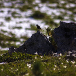 Bird perching on rock