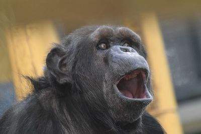 Close-up portrait of monkey