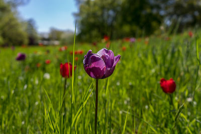 Close-up of purple flowers blooming in field
