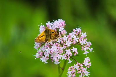 Close-up of butterfly pollinating on purple flower