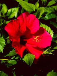 Close-up of red flower