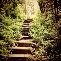 Staircase in forest