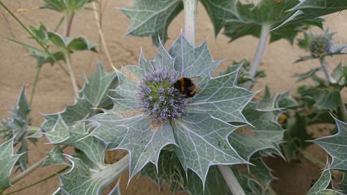 Close-up of spider on plant