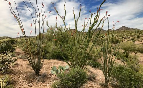 Plants growing on landscape against sky