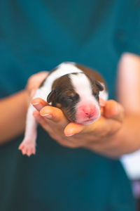 Midsection of woman holding puppy