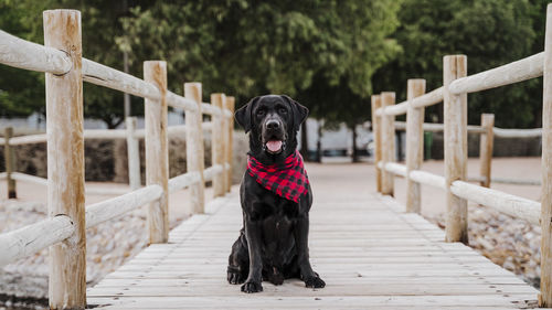 Portrait of a dog