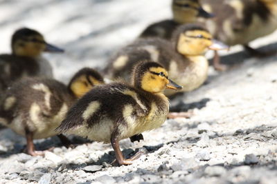 Close-up of baby ducks