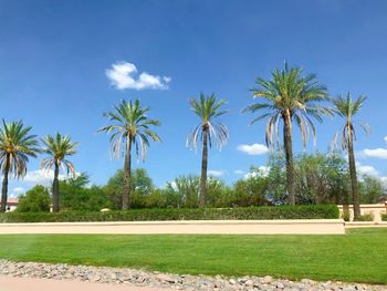 Palm trees on field against blue sky