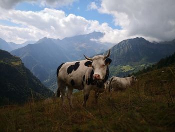 Cows grazing in a field