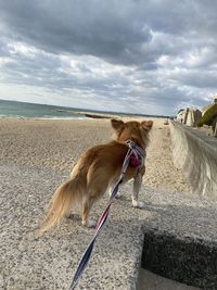 Dog on the beach