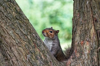 Close-up of squirrel on tree trunk