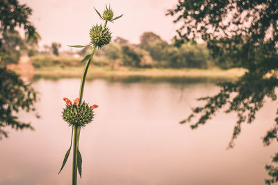 Close-up of thistle blooming against sky during sunset