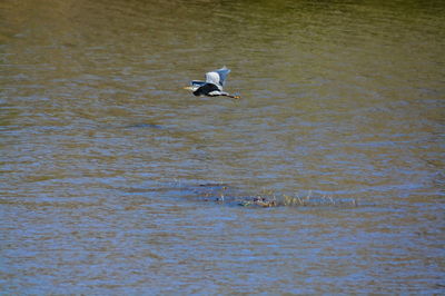 Seagull flying over a water