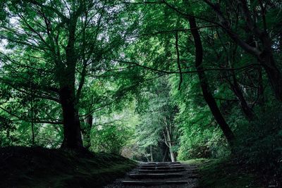 Trees in forest