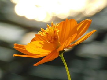 Close-up of yellow flower blooming outdoors