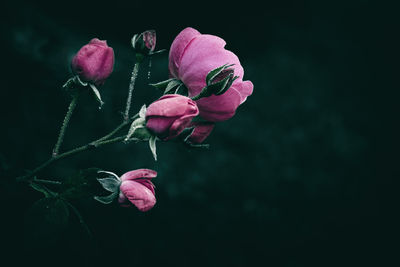 Pink rose and rose buds with rain droplets