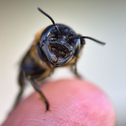 Close-up of insect on hand