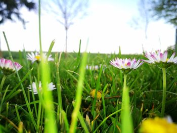 Close-up of crocus blooming on field against sky