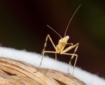 Close-up of an insect against blurred background