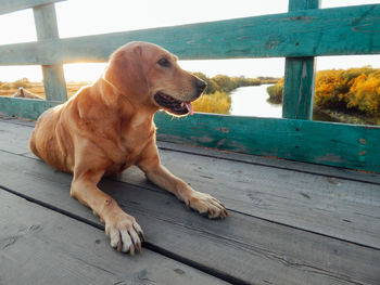 Dog sitting on wooden railing