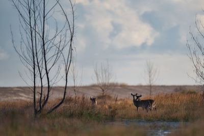 Deer standing in field.